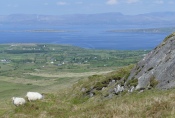 Irland – Beara Way – Von Castletownbere nach Allihies