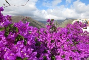 La Gomera: Blütenpracht