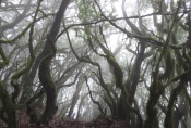 La Gomera: Im Nebelwald bei El Cedro