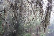 La Gomera: Im Nebelwald bei El Cedro