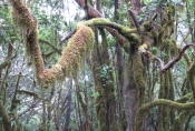 La Gomera: Baum mit Pelzmantel