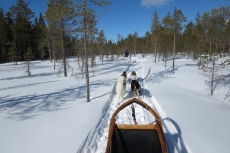 Lapplands Drag – Husky Expedition: Auf der Einführungstour