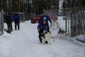 Lapplands Drag – Husky Expedition: Die Hunde werden verladen