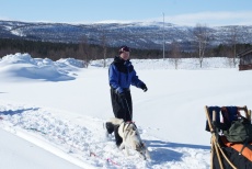 Lapplands Drag – Husky Expedition: Anspannen der Hunde