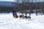 Lapplands Drag – Husky Expedition: Ab ins Gebirge!
