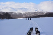 Lapplands Drag – Husky Expedition: Im Vindelfjällen
