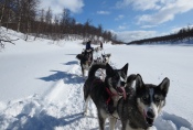 Lapplands Drag – Husky Expedition: Pause auf dem Fluss Vindelälven