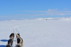 Lapplands Drag – Husky Expedition: Traumhafte Weite