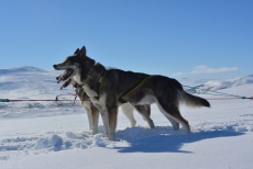 Lapplands Drag – Husky Expedition: Unsere kraftvollen Zugtiere