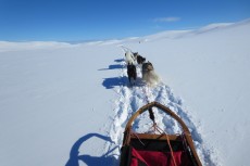 Lapplands Drag – Husky Expedition: Auf dem Hochplateau