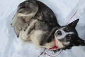 Lapplands Drag – Husky Expedition: Xanna möchte noch gekrault werden
