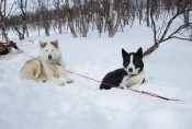 Lapplands Drag – Husky Expedition: Warten aufs Futter