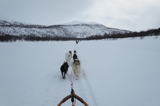 Lapplands Drag – Husky Expedition: Rückfahrt auf dem Vindelälven