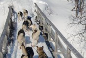 Lapplands Drag – Husky Expedition: Enge Brückenpassage