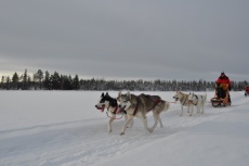 Lapplands Drag: Monika in vollem Tempo