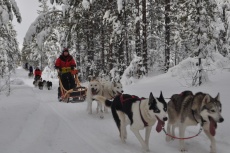 Lapplands Drag: Gespanne im Winterwald