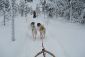 Lapplands Drag: Huskies in Traumlandschaft