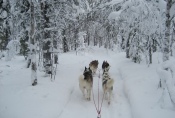 Lapplands Drag: Nur die Hunde und jede Menge Schnee