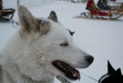Lapplands Drag: Yakoot hat Feierabend