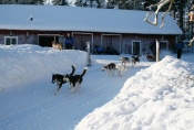 Lapplands Drag: Los geht die wilde Hatz