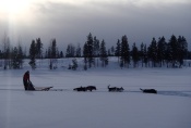 Lapplands Drag: Ein (scheinbar) einsamer Musher