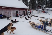 Lapplands Drag: Am Ende einer Tour - nur die Haushunde toben noch