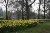 Daffodils im St. James\'s Park