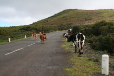 Madeira - Ich will Kühe !!!