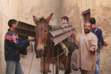 Marokko: Schwerlast-Esel