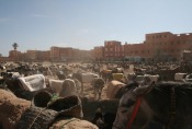 Marokko: Esel-Parkplatz
