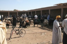 Marokko: Viehmarkt in Rissani