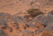 Marokko: Ein einsamer Baum