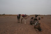 Marokko: Abschied von den Kamelen