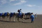 Marokko: Tourguide Ali auf dem Kamel - ein seltener Anblick