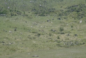 Mongolei: Mongolische Wildpferde in der Ferne