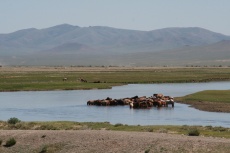 Mongolei: Pferde im Tuul