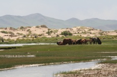 Mongolei: Fluss vor Dünenlandschaft