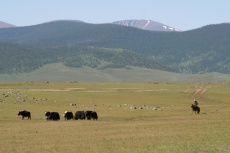 Mongolei: Yaks vor Dreitausendern