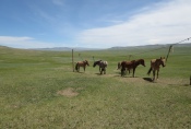 Mongolei: Pferdestall