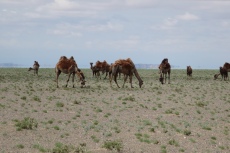 Mongolei: Kamele vor Fata Morgana