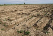 Mongolei: Bewässerte Felder