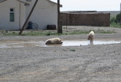 Mongolei: Ein seltener Anblick: Schweine im Zentrum von Bulgan