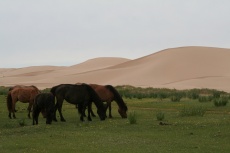 Mongolei: Grasende Pferde vor Dünen