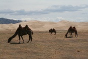 Mongolei: Kamele bei Khongoryn Els