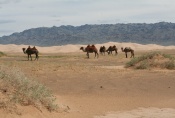 Mongolei: Kamele bei Khongoryn Els