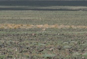 Mongolei: Gazelle