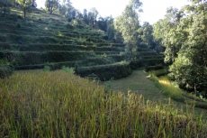 Nepal - Reisfelder