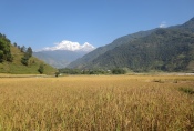 Nepal - Reisfeld im Talgrund