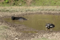 Nepal - Wasserbüffel beim Schlammbad
