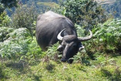 Nepal - Wasserbüffel